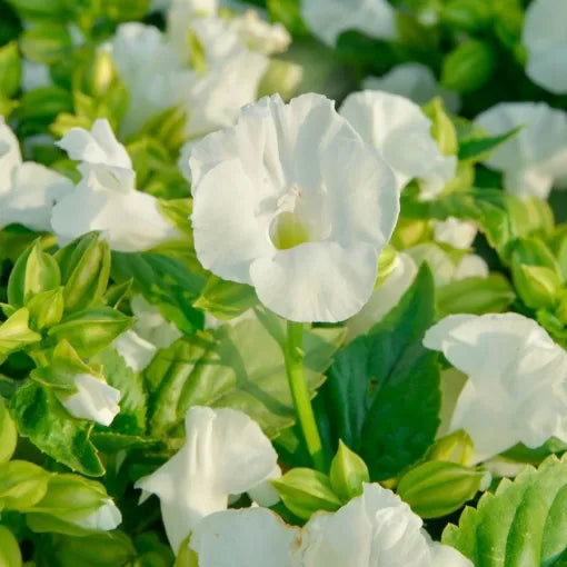 white white flower seeds
