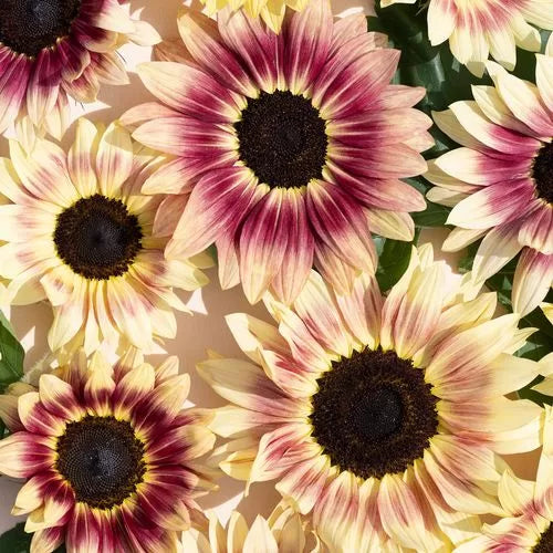 summer lovin flower seeds