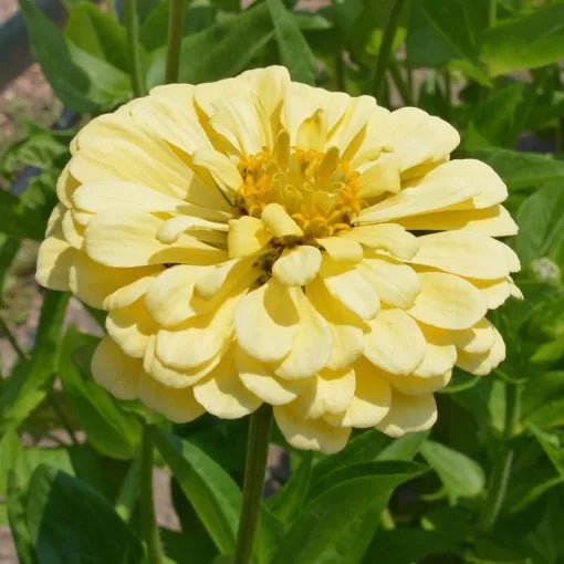 cream yellow flower seeds