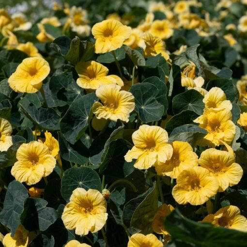 yellow yellow flower seeds