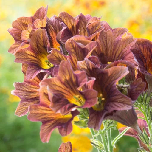 cream pink flower seeds