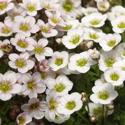 white blush flower seeds