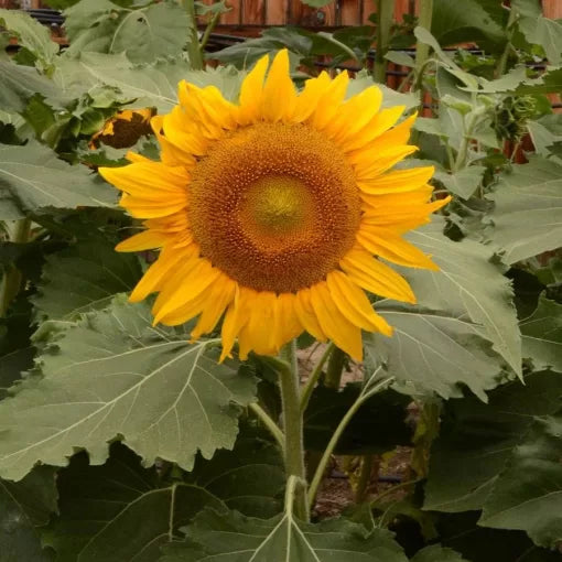 yellow dwarf flower seeds