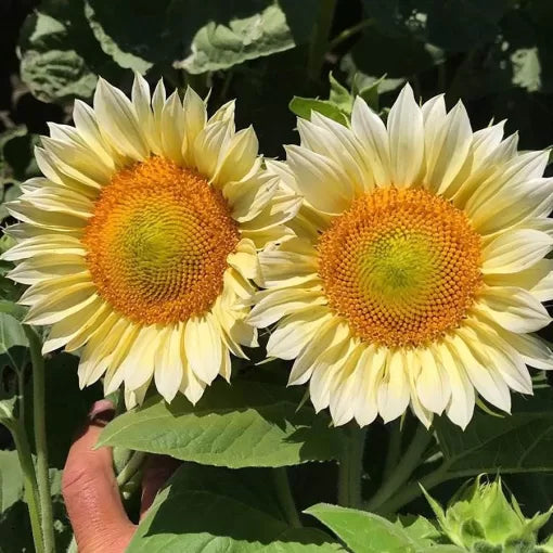 white white flower seeds