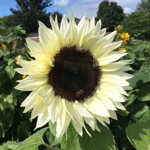 white white flower seeds