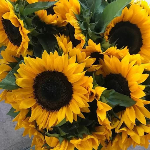 orange horizon flower seeds
