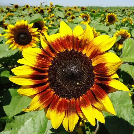 red yellow flower seeds