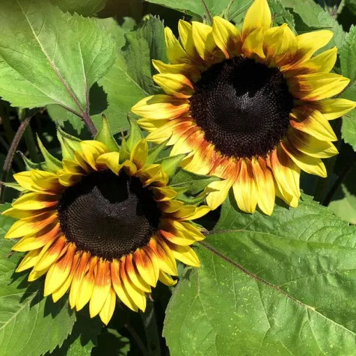 red lemon flower seeds