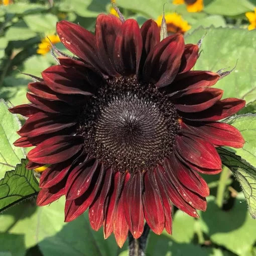 red red flower seeds