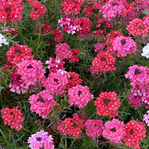 pink red flower seeds