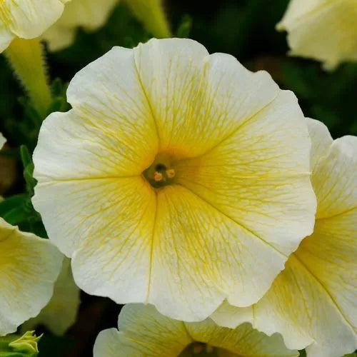 yellow yellow flower seeds