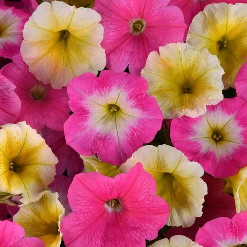 sweet taffy flower seeds