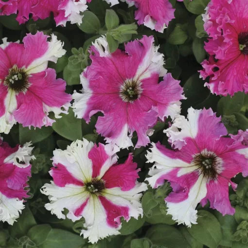 karkulka petunia flower seeds
