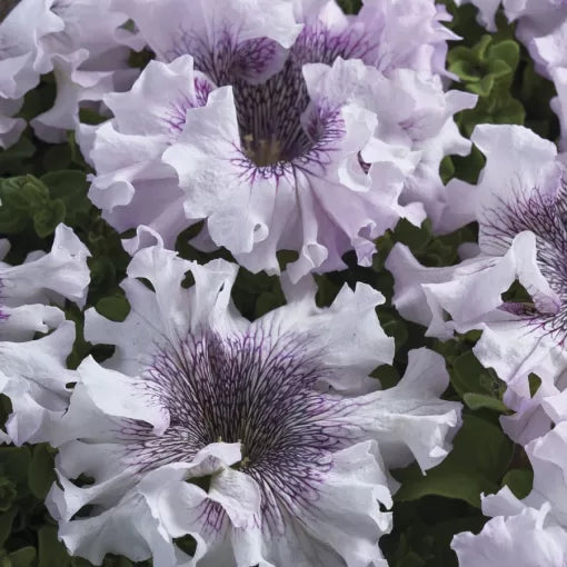 white giant flower seeds
