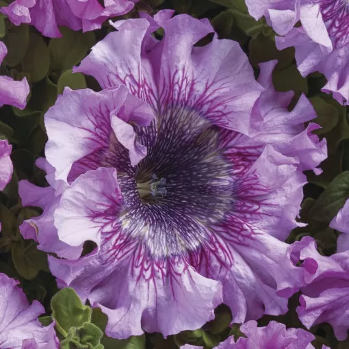 giant rose flower seeds