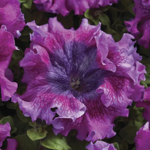 purple dark flower seeds