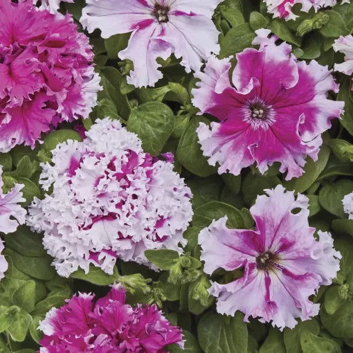 jaromere petunia flower seeds
