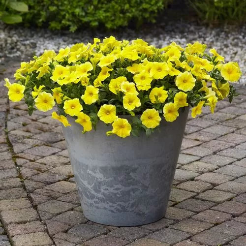 yellow petchoa flower seeds