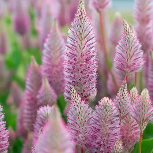 pink matilda flower seeds