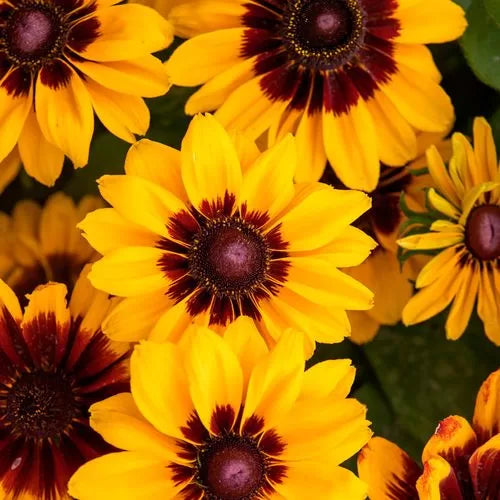 red yellow flower seeds