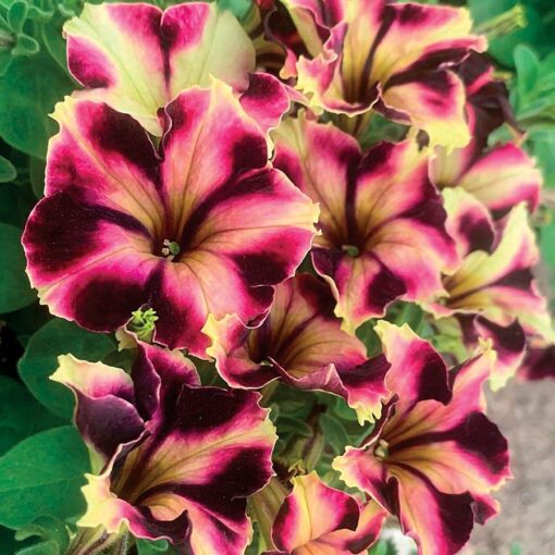 lavender pink flower seeds