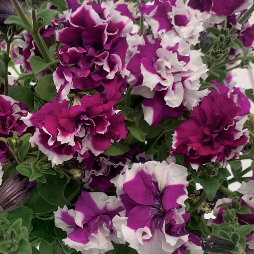 picotee velvet flower seeds
