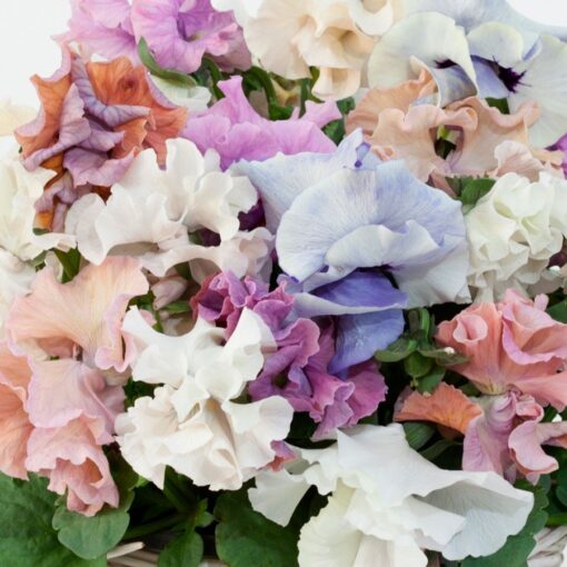 sweet pea flower seeds