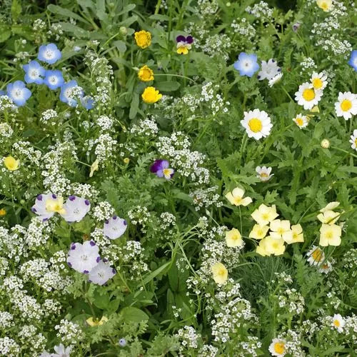 alternative lawn flower seeds