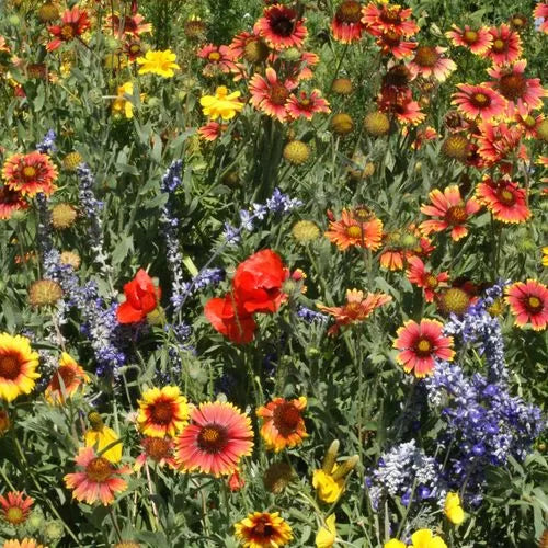 dry places flower seeds
