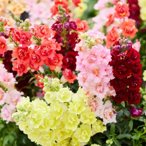 doubleshot mix flower seeds