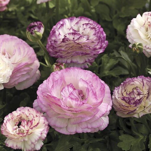 bicolor mix flower seeds