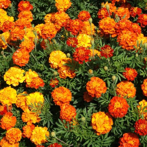 yellow orange flower seeds