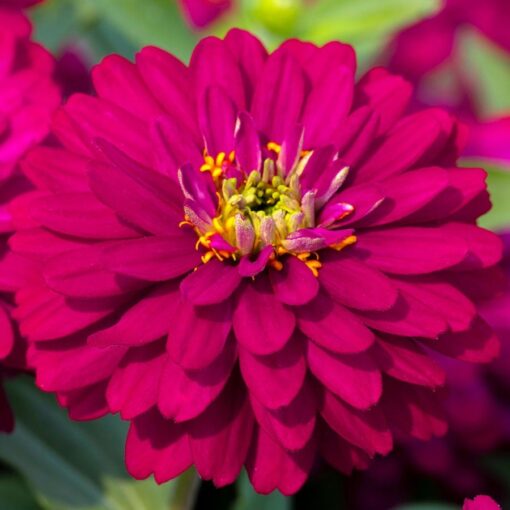 red zydeco flower seeds