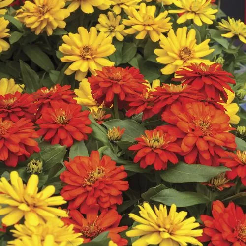 orange zydeco flower seeds