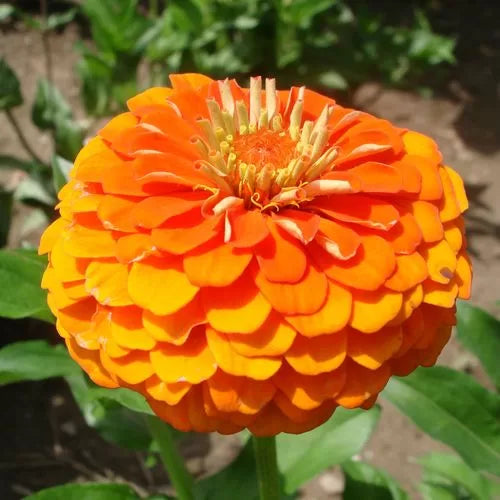 orange orange flower seeds