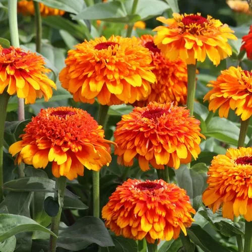 zinderella zest flower seeds