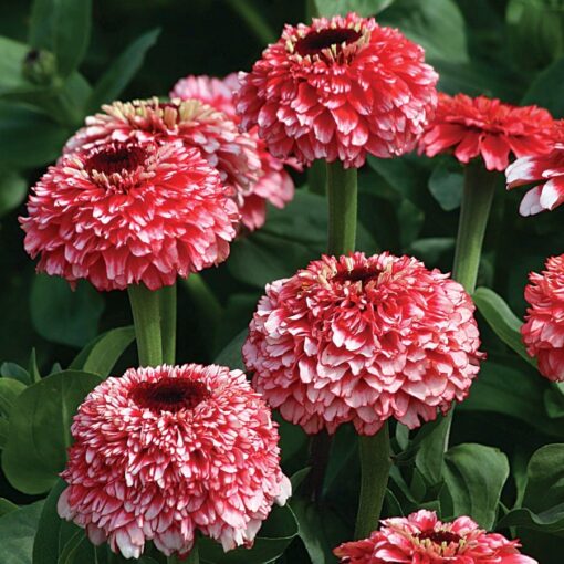 zinderella fizz flower seeds