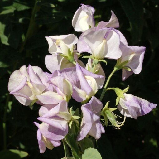 high scent flower seeds