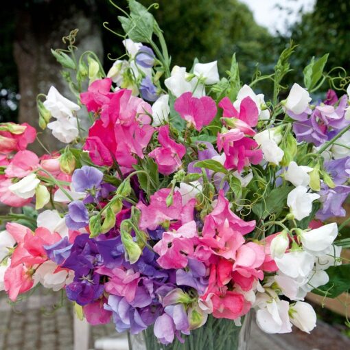 bijou mix flower seeds