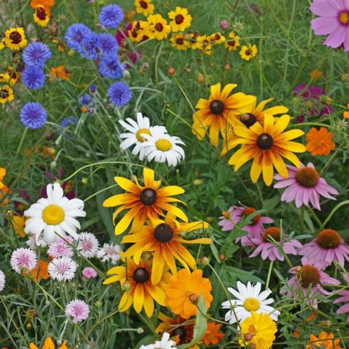 cutflower garden flower seeds