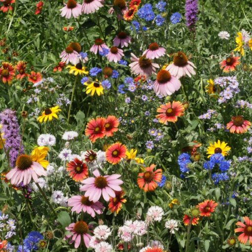 northeast wildflower flower seeds
