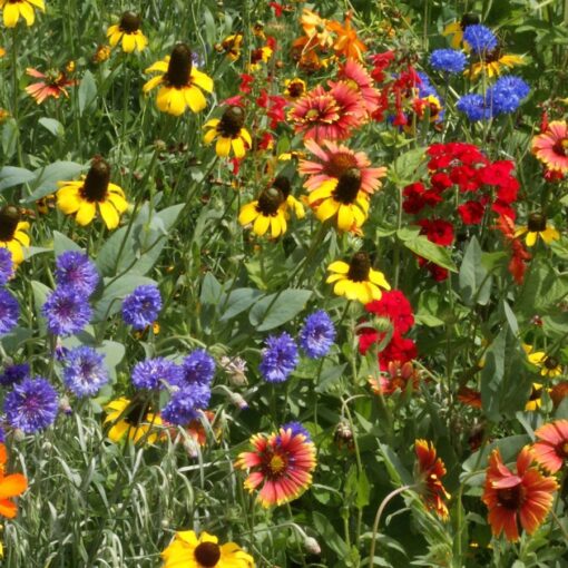 southeast wildflower flower seeds