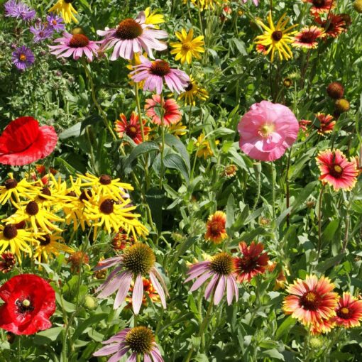 midwest wildflower flower seeds