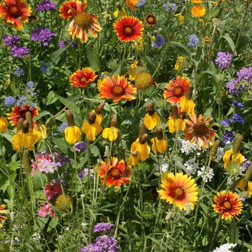 western wildflower flower seeds