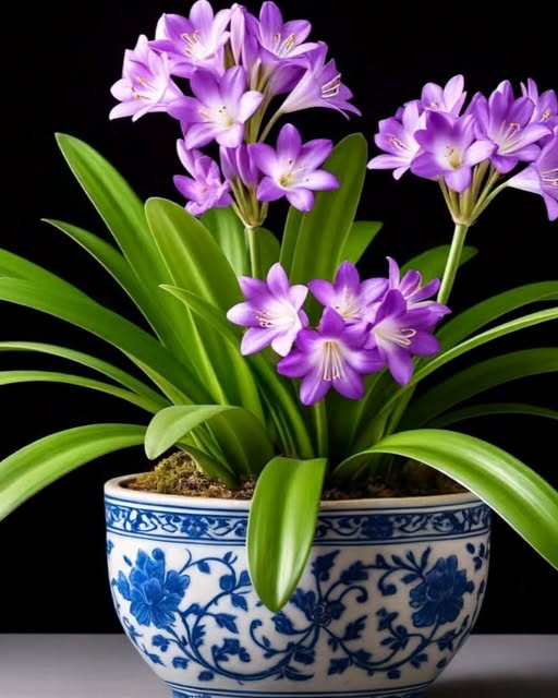Purple Clivia Flower Seeds for Planting – Heirloom Non-GMO High Germination Seeds | Organic Garden Seeds Seeds for Planting