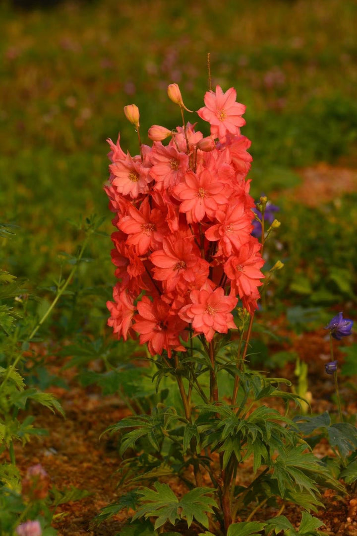 Semillas de flores de delphinium rojas – Semillas reliquia sin OMG de alta germinación