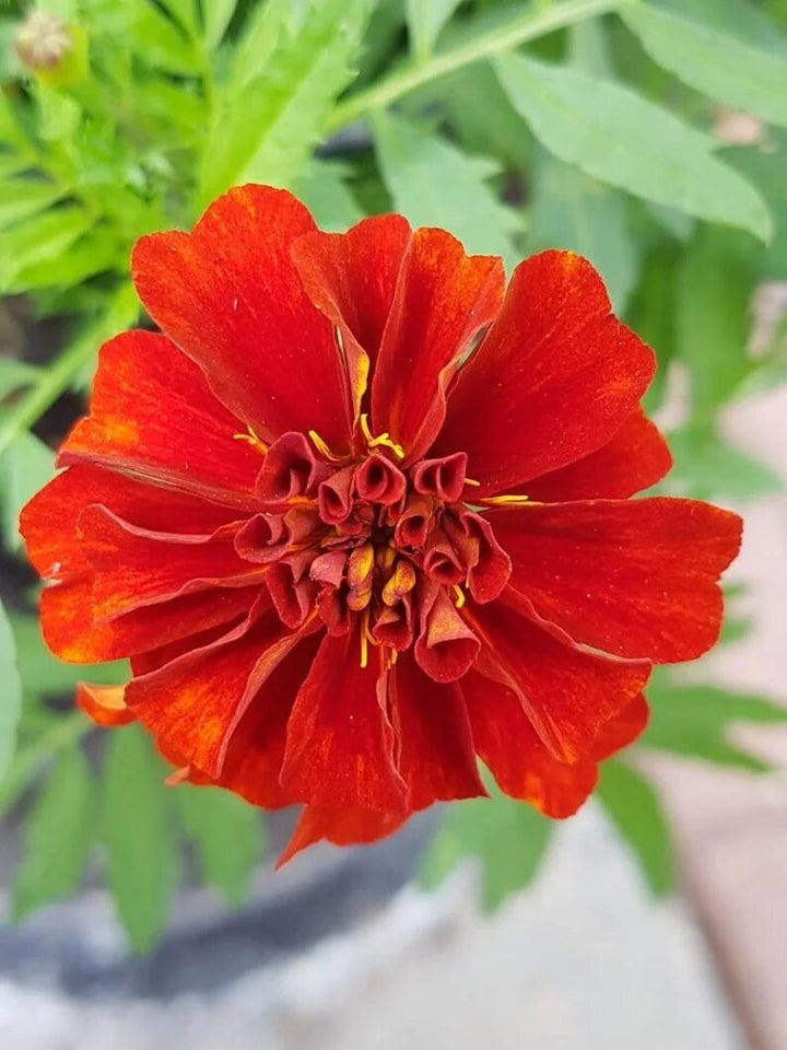 Marigold Flower Seeds Red – Heirloom, Non-GMO, High Germination Seeds for Planting