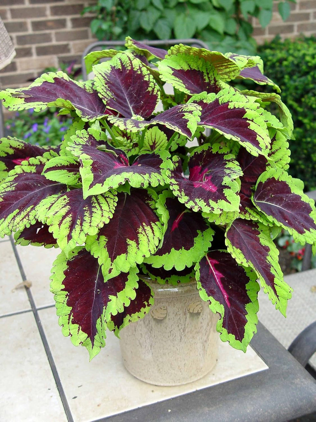 Coleus Flower Seeds Mixed – Heirloom, Non-GMO, High Germination Organic Garden Seeds for Planting