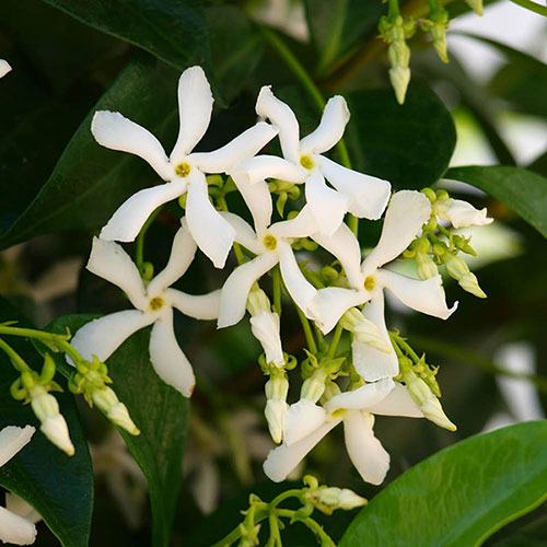 White Climbing Jasmine Flowers Seeds for Planting – Heirloom Non-GMO High Germination
