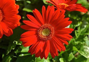Red Calendula Flower Seeds – Heirloom, Non-GMO, High Germination Seeds for Planting